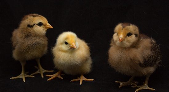 Chicks
