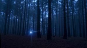 Silhouette of trees