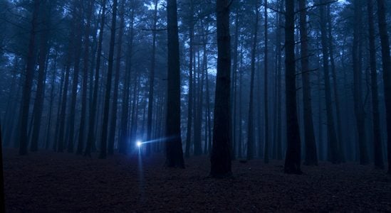 Silhouette of trees