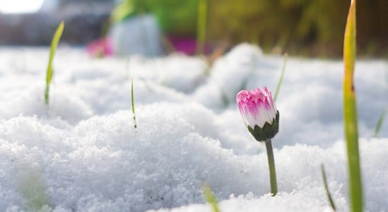 Flower in the snow