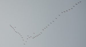 Birds in the sky