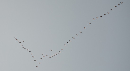 Birds in the sky