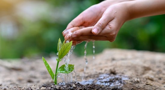 Hand watering a small plant