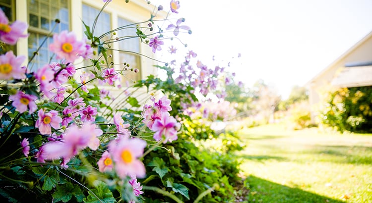Flowers in the yard